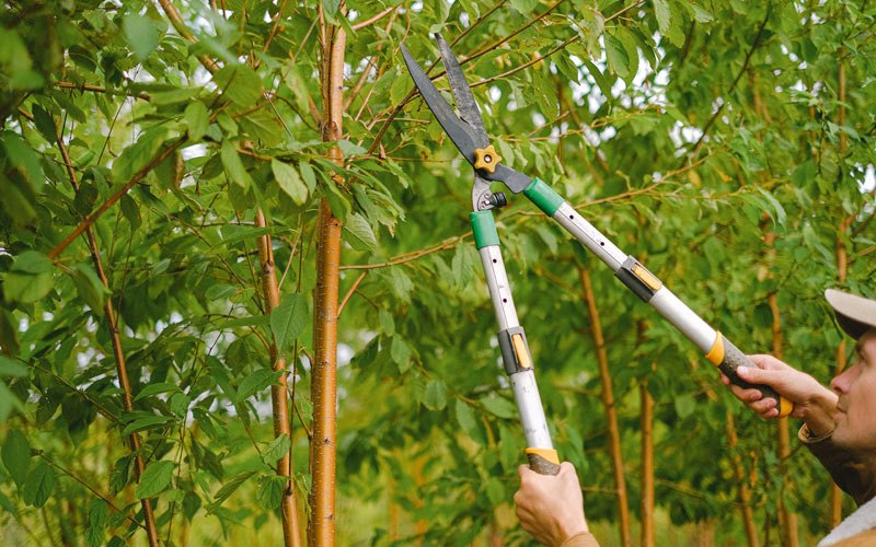 Tree trimming in Aleknagik, AK